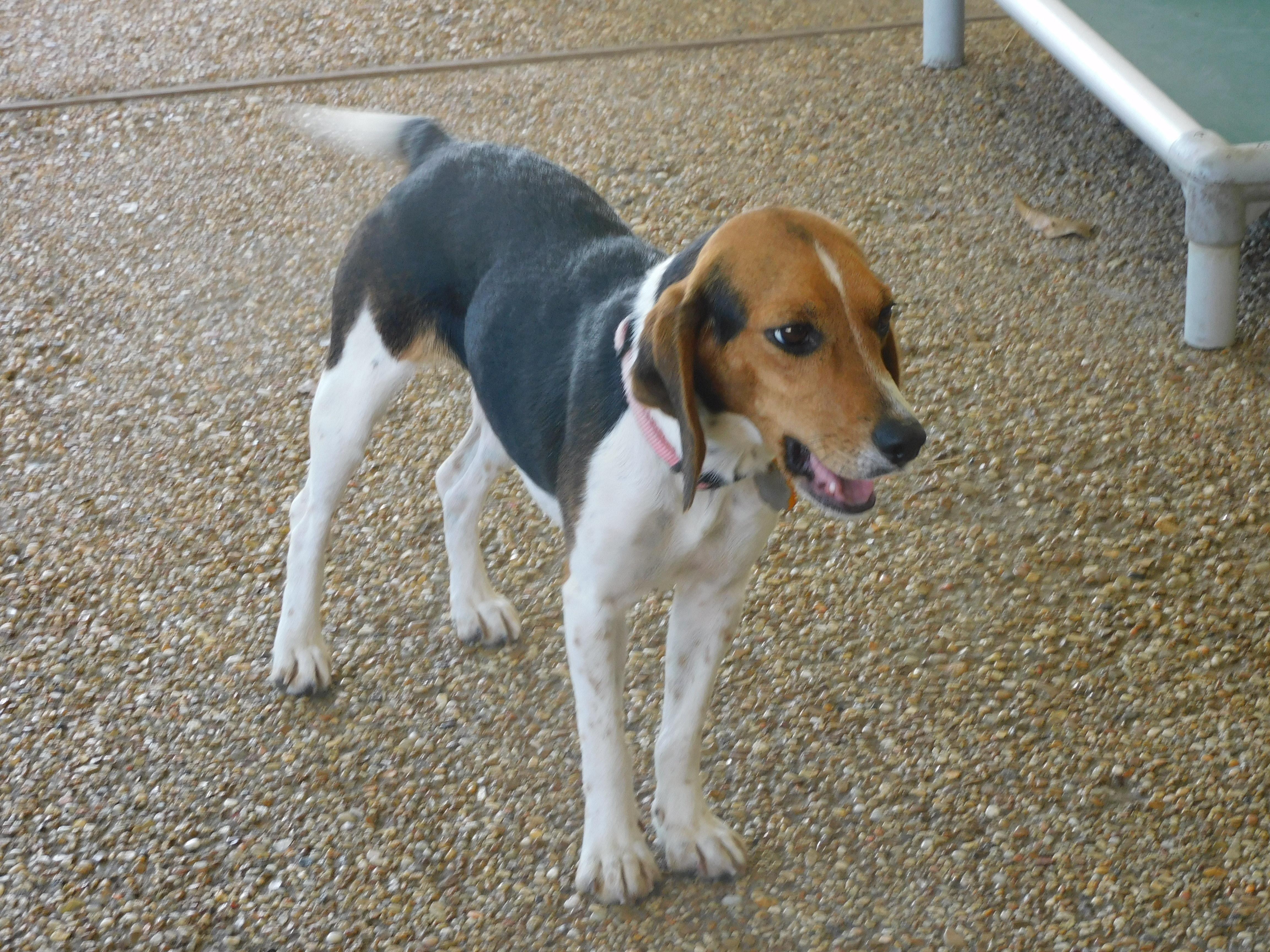 Honey, a Adoptable Beagle in Prairieville, LA image 3/6