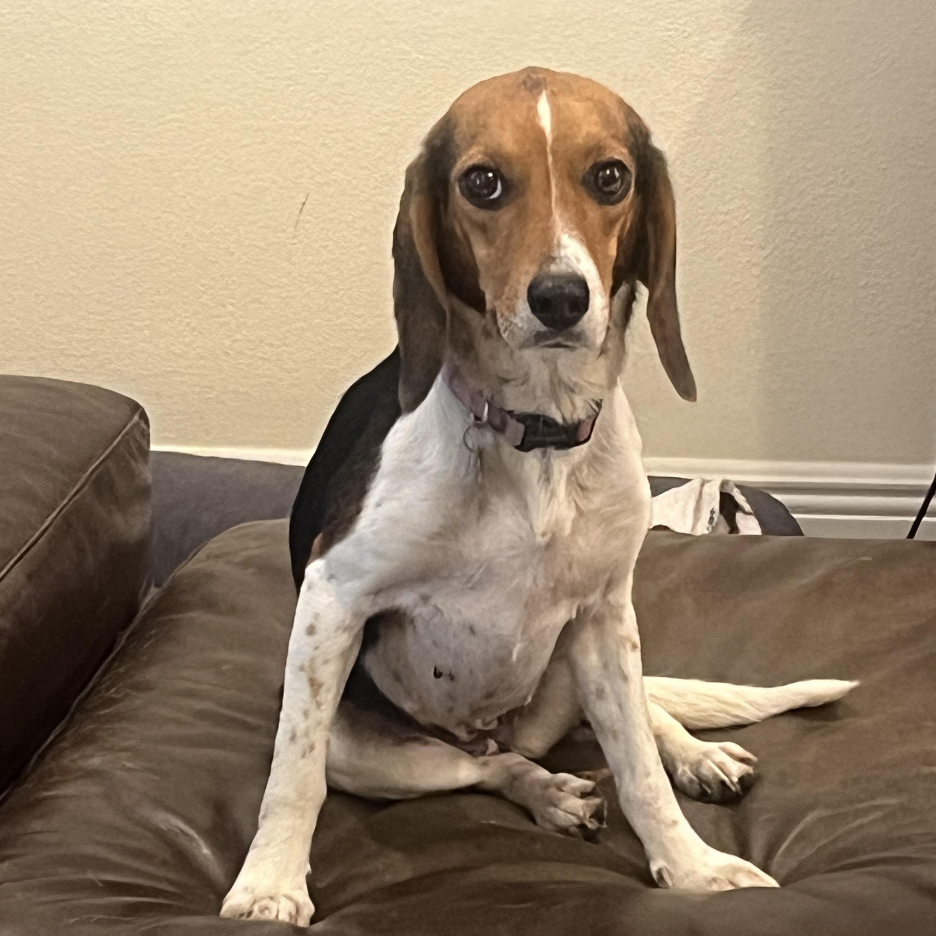 Honey, a Adoptable Beagle in Prairieville, LA image 4/6
