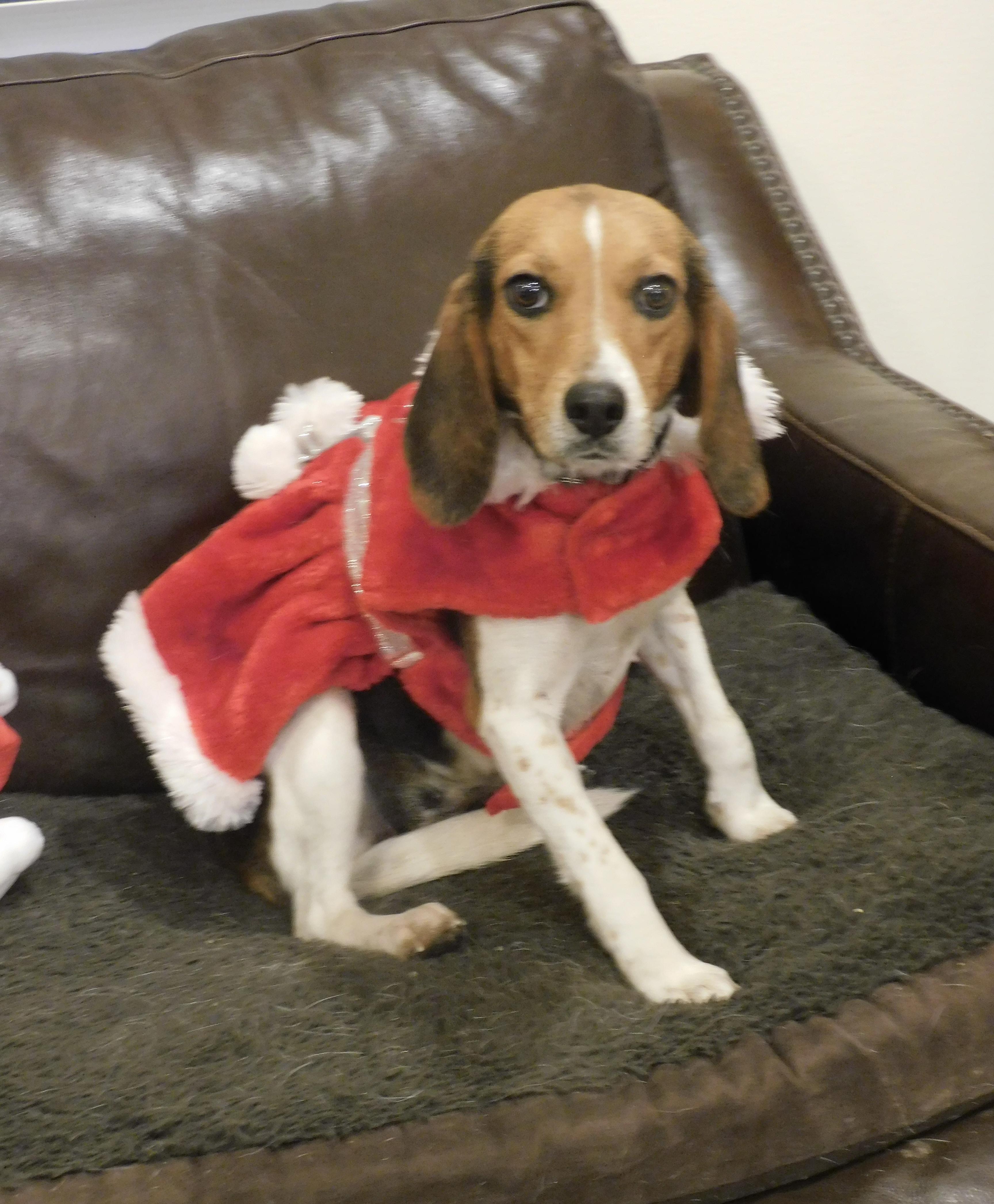Enlarge Honey, a Adoptable Beagle in Prairieville, LA image 2/6