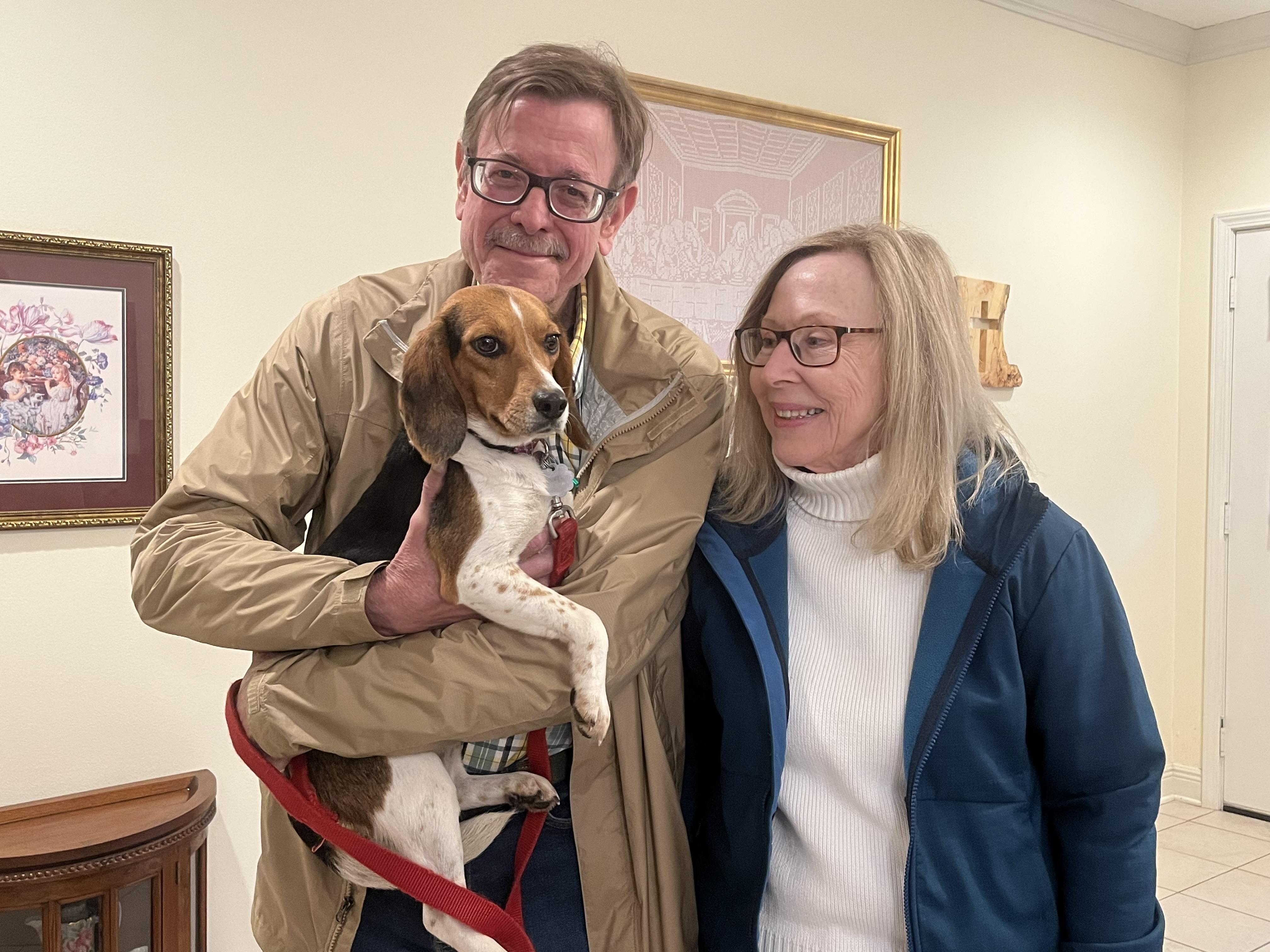 Honey, adopted, Adult Female Beagle.