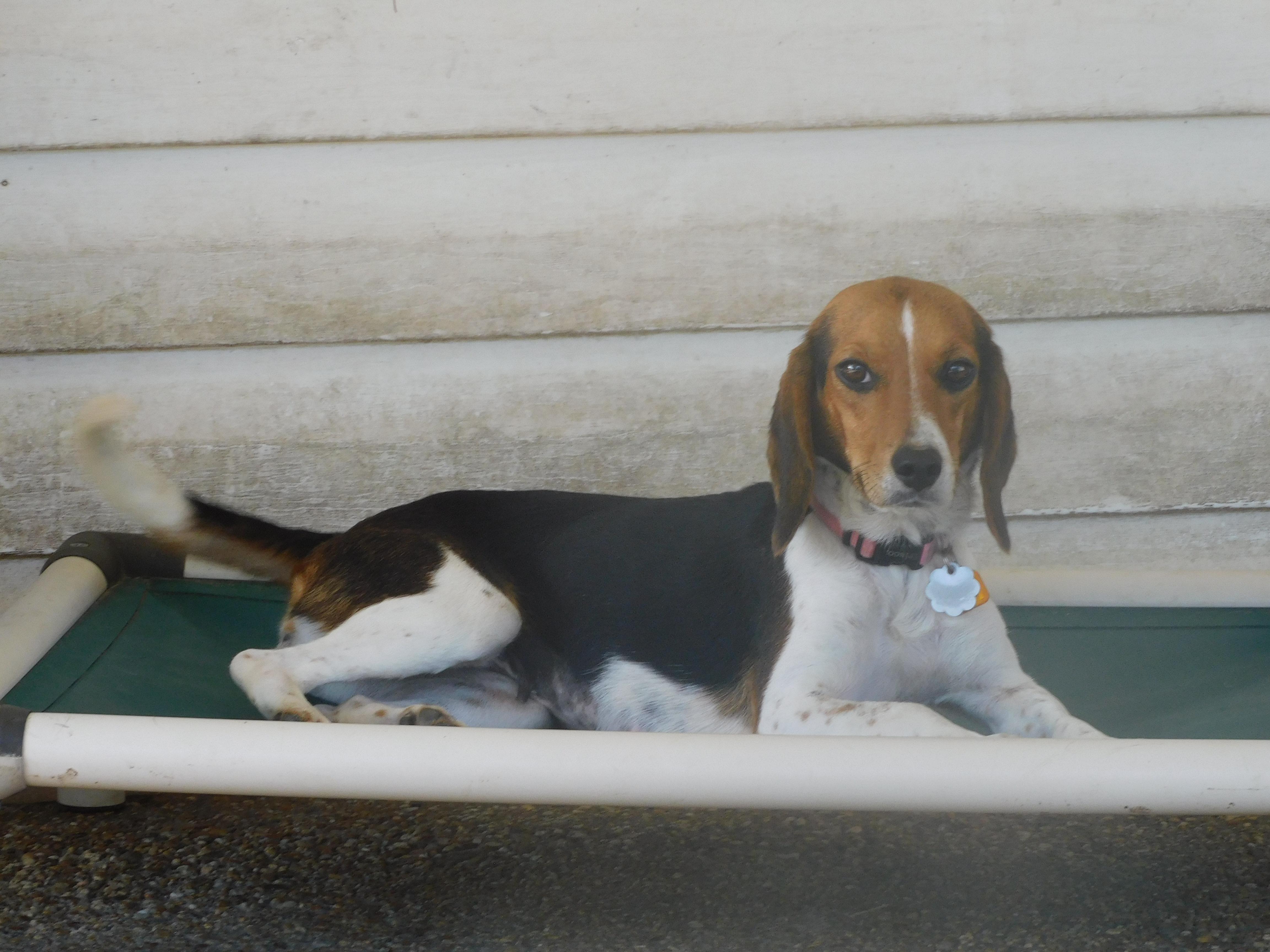 Honey, a Adoptable Beagle in Prairieville, LA image 5/6