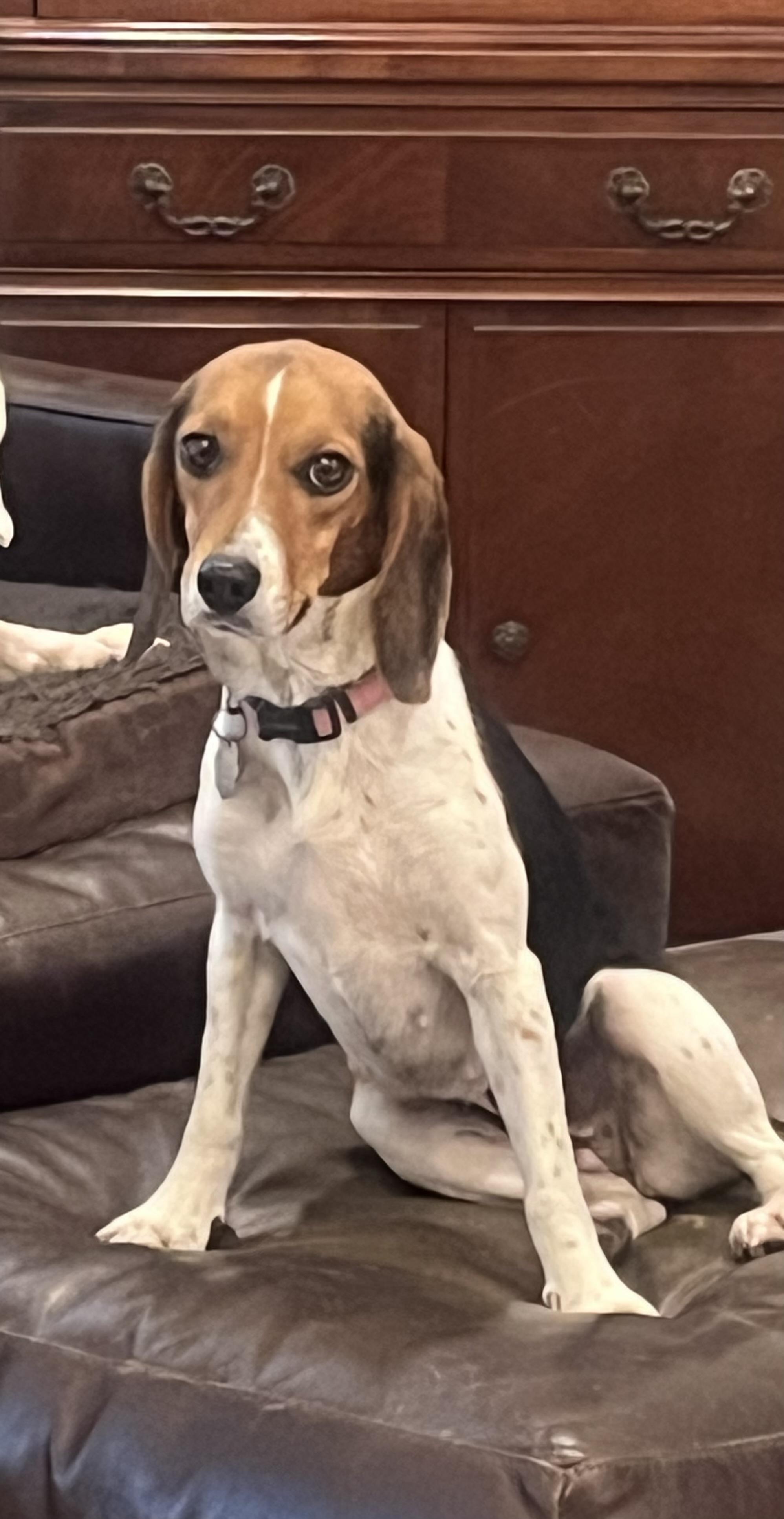 Honey, Adoptable, Adult Female Beagle.