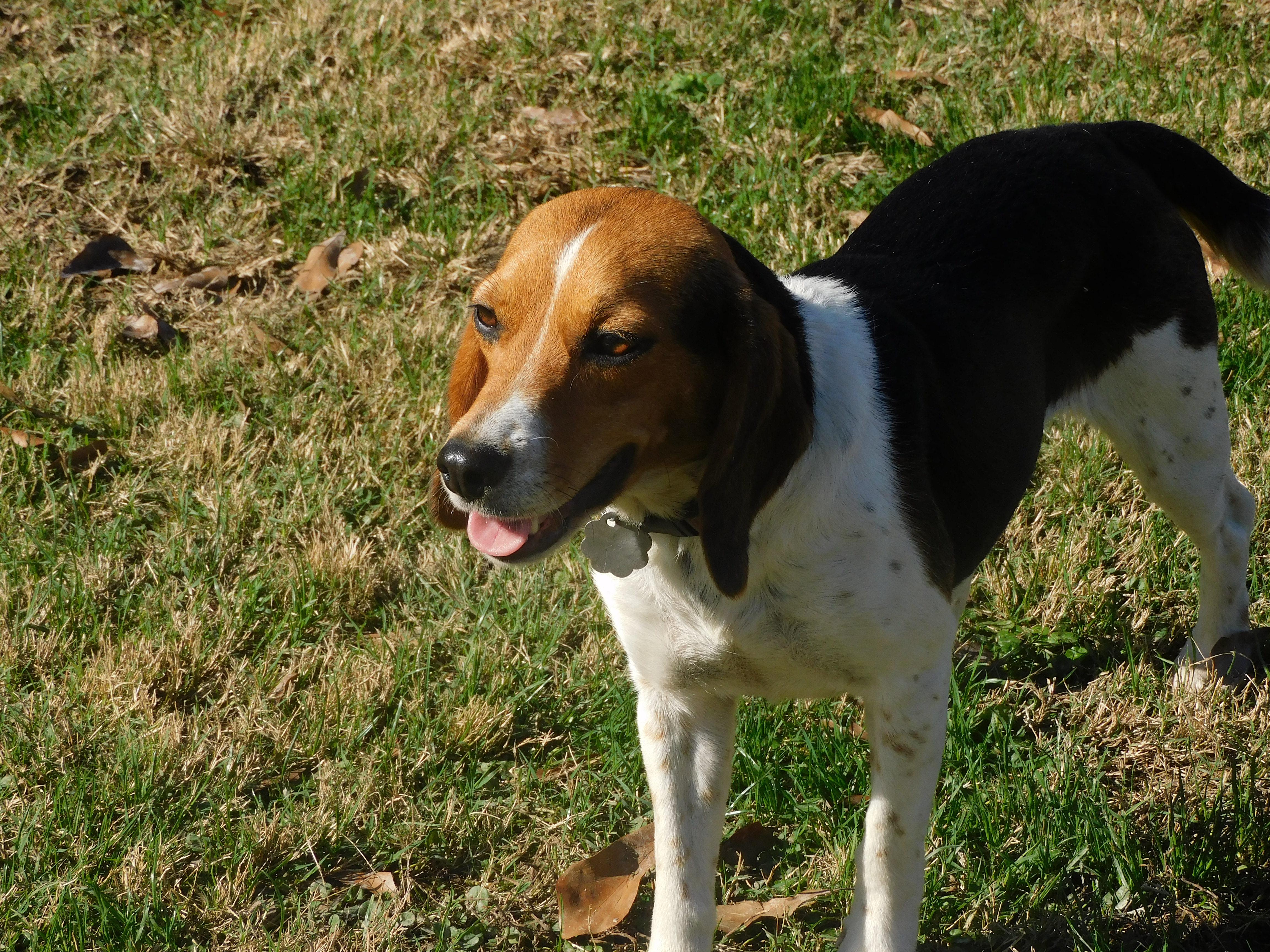 Enlarge Honey, a Adoptable Beagle in Prairieville, LA image 6/6