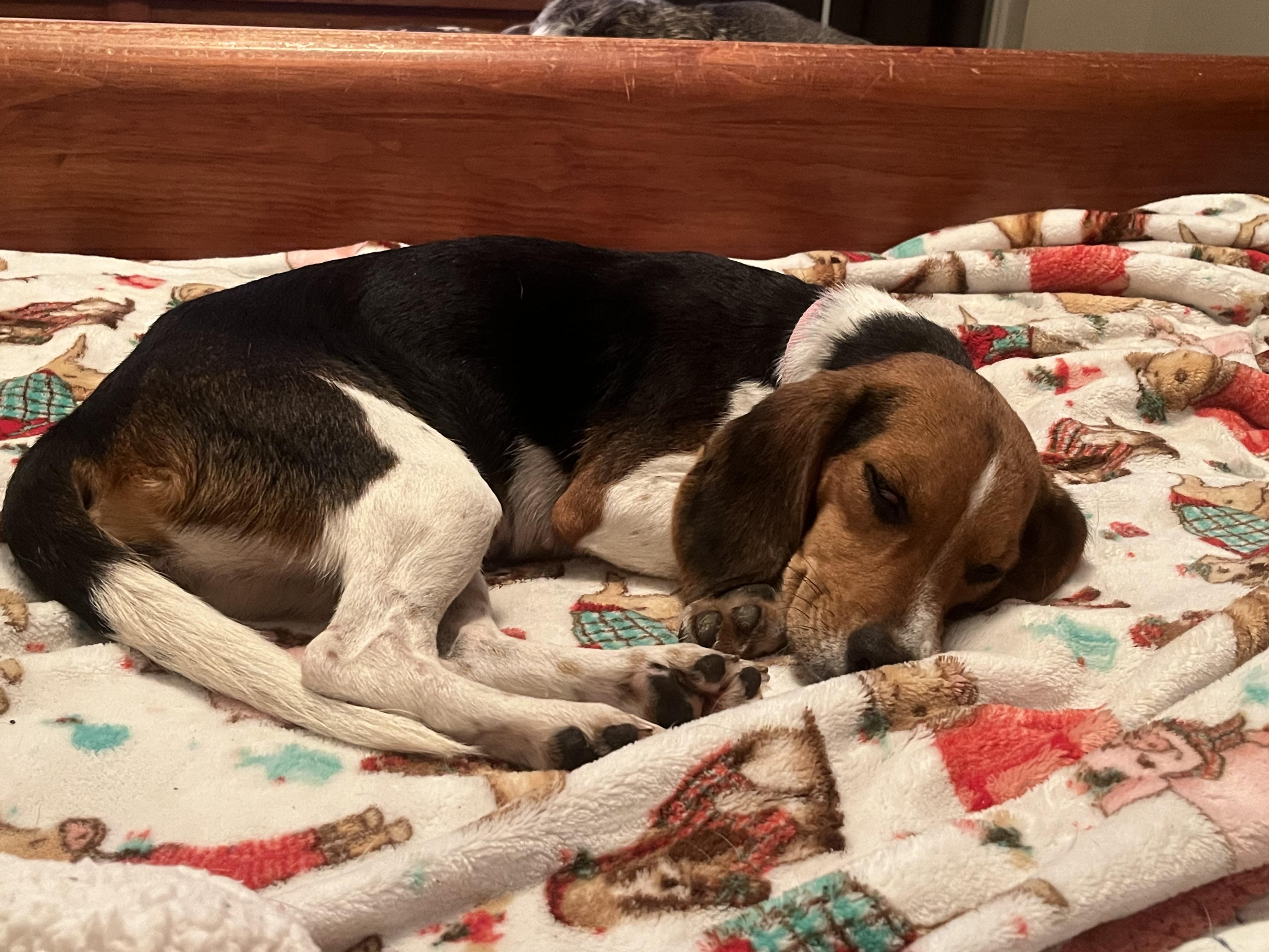 Honey, a Adoptable Beagle in Prairieville, LA image 2/6