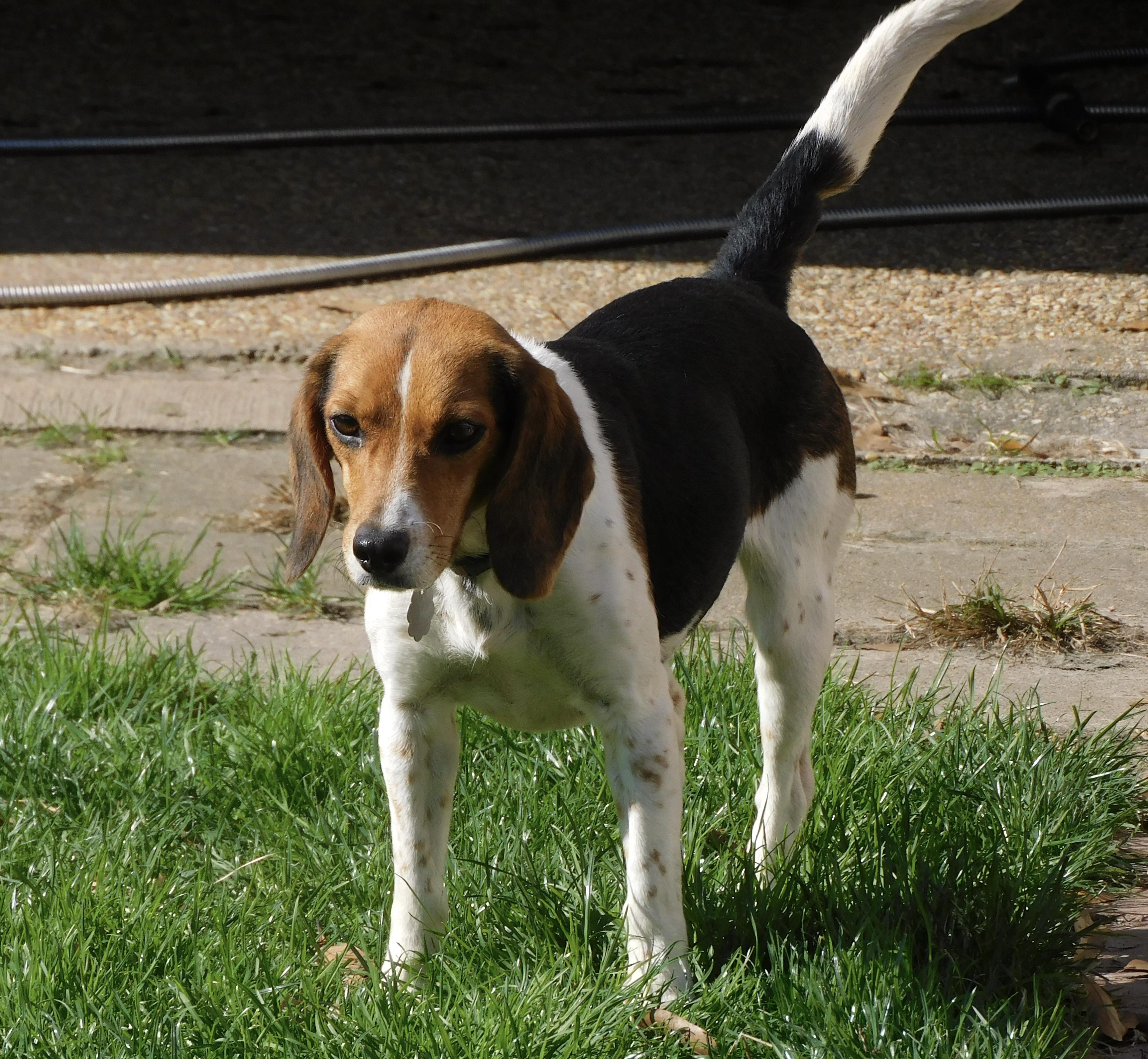 Enlarge Honey, a Adoptable Beagle in Prairieville, LA image 1/6