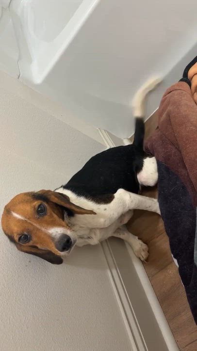 Enlarge Honey, a Adoptable Beagle in Prairieville, LA video 6/6