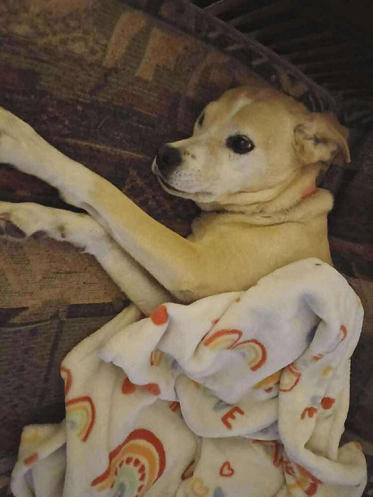 Lady, Adoptable, Senior Female Labrador Retriever & Shepherd.