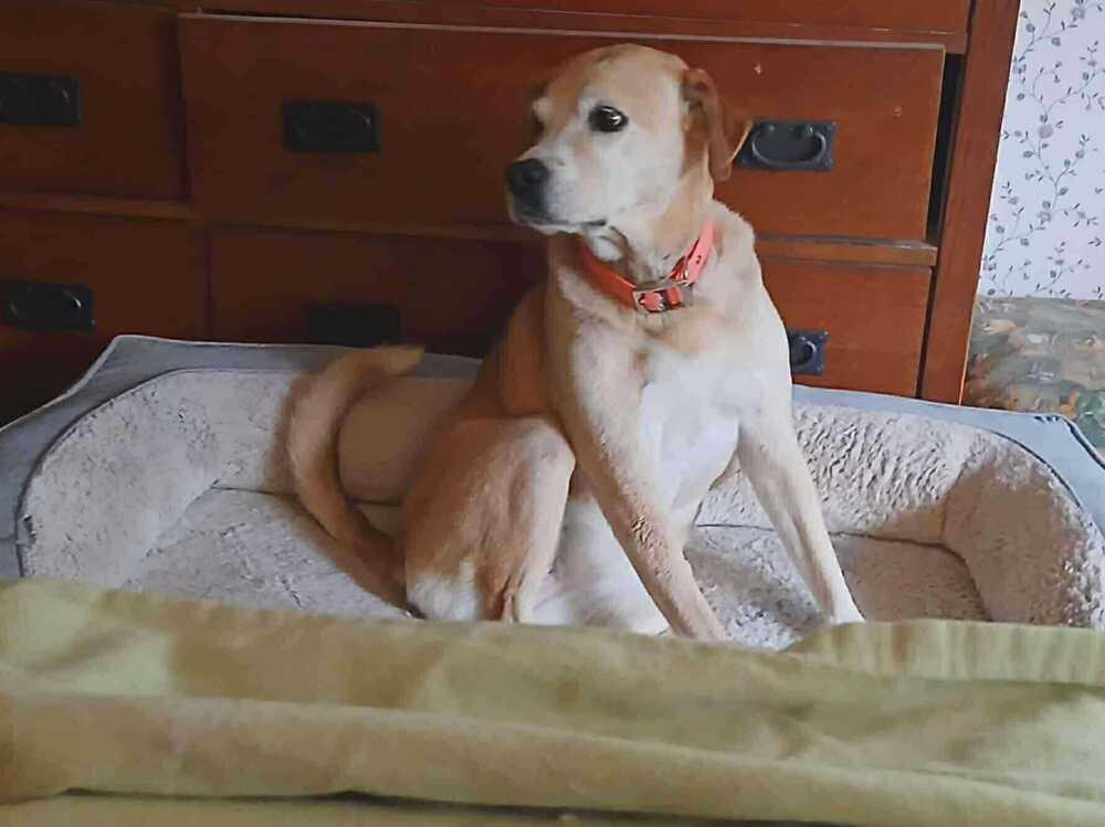 Enlarge Lady, a Adoptable mixed breed in Aurora, CO image 2/6