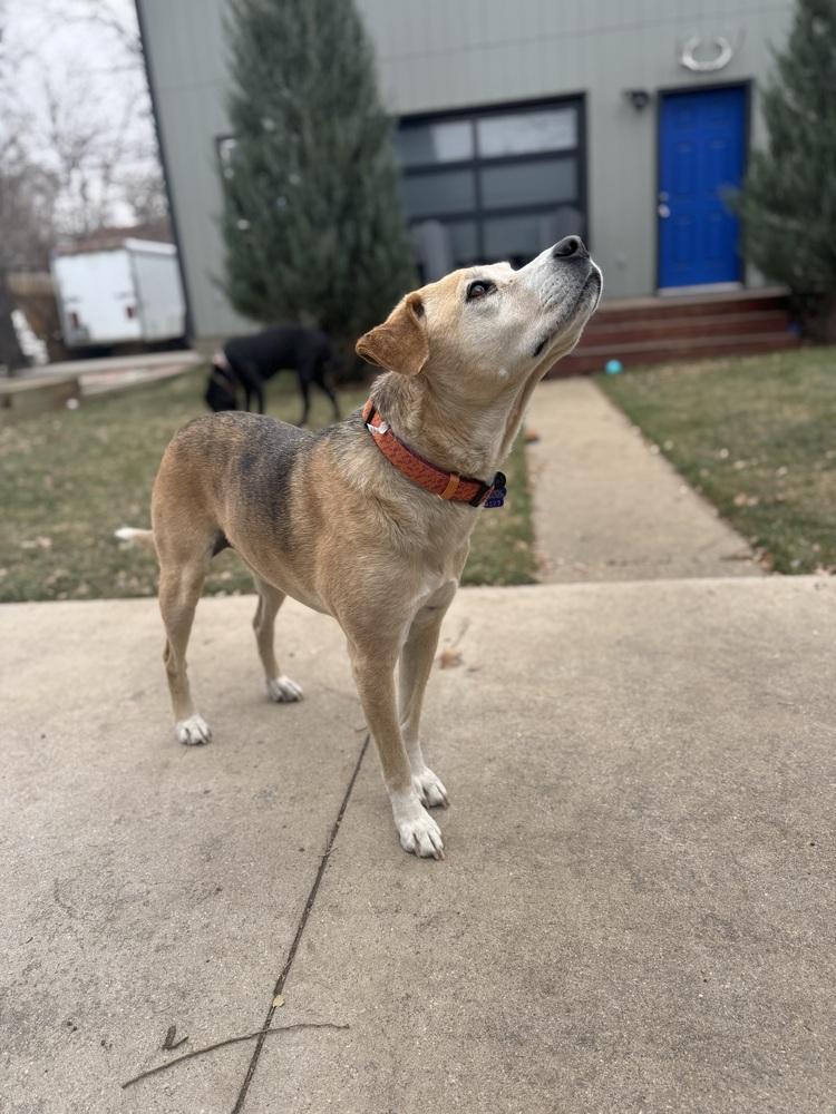 Enlarge Lady, a Adoptable mixed breed in Aurora, CO image 3/6