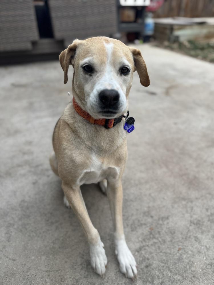 Enlarge Lady, a Adoptable mixed breed in Aurora, CO image 4/6