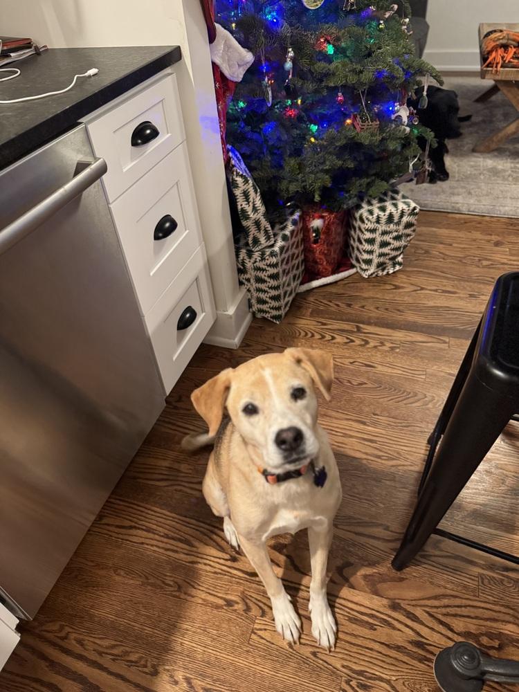 Enlarge Lady, a Adoptable mixed breed in Aurora, CO image 6/6