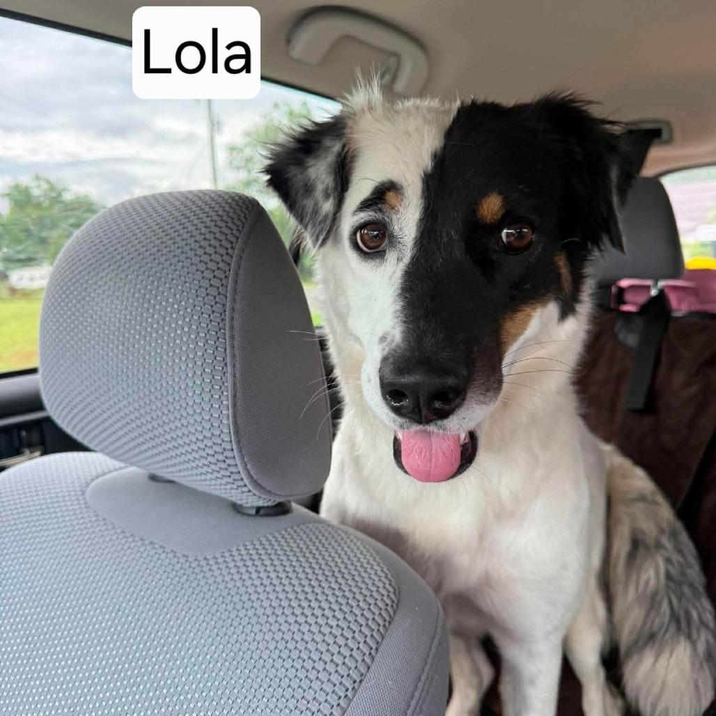 Enlarge Lola, a Adoptable mixed breed in Dover, AR image 1/4
