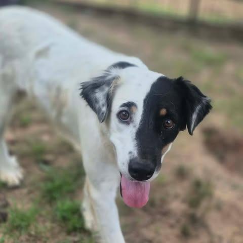 Enlarge Lola, a Adoptable mixed breed in Dover, AR image 2/4