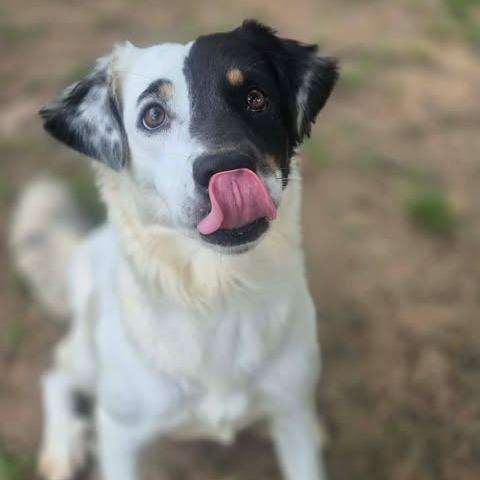 Enlarge Lola, a Adoptable mixed breed in Dover, AR image 3/4