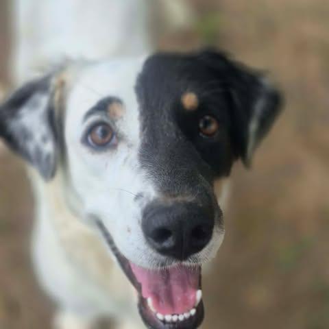 Enlarge Lola, a Adoptable mixed breed in Dover, AR image 4/4