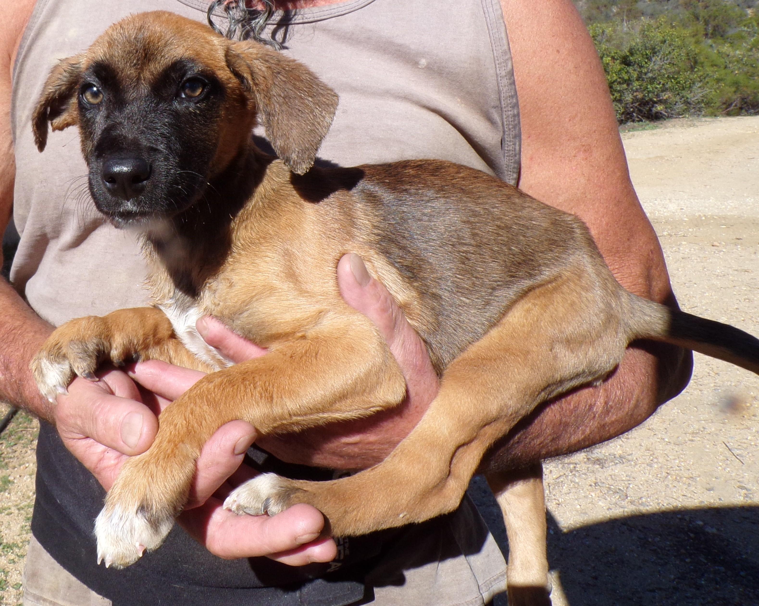 AUSSIE MIX PUPS F, Adoptable, Puppy Female Australian Shepherd & German Shepherd Dog.