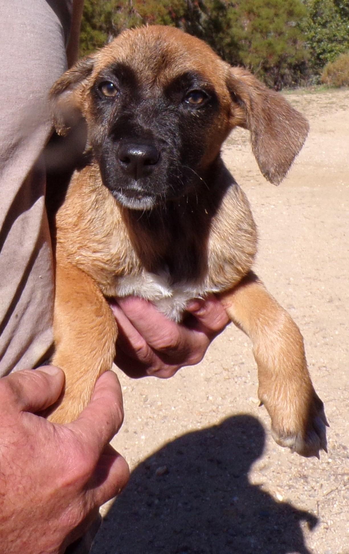 Enlarge AUSSIE MIX PUPS F, a Adoptable mixed breed in Corona, CA image 2/3