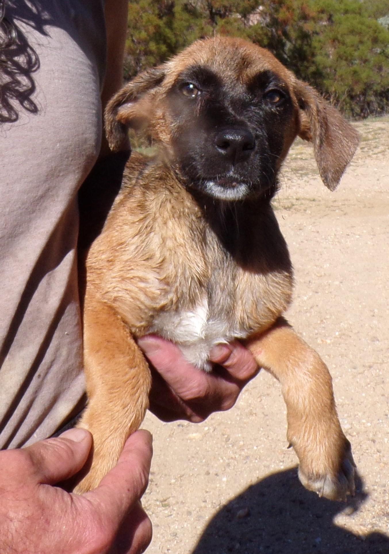 Enlarge AUSSIE MIX PUPS F, a Adoptable mixed breed in Corona, CA image 3/3