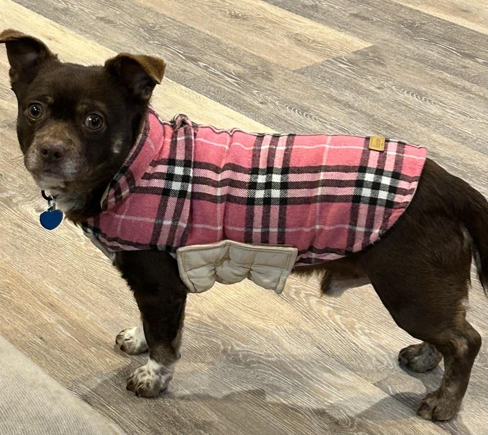 Rusty, Adoptable, Adult Male Chihuahua & Pug.