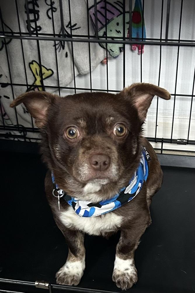 Enlarge Rusty, a Adoptable mixed breed in Springdale, PA image 4/4