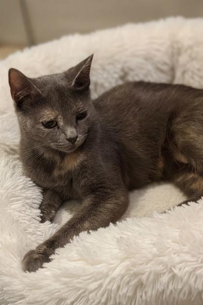 Ash, Adoptable, Adult Female Domestic Short Hair & American Shorthair.