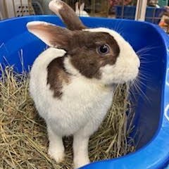 TALULA (ADULT SPAYED FEMALE), a Adoptable Dutch in Forest Hills, NY image 3/6