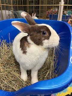 TALULA (ADULT SPAYED FEMALE)