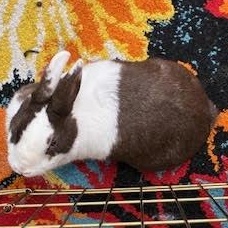 TALULA (ADULT SPAYED FEMALE), a Adoptable Dutch in Forest Hills, NY image 4/6