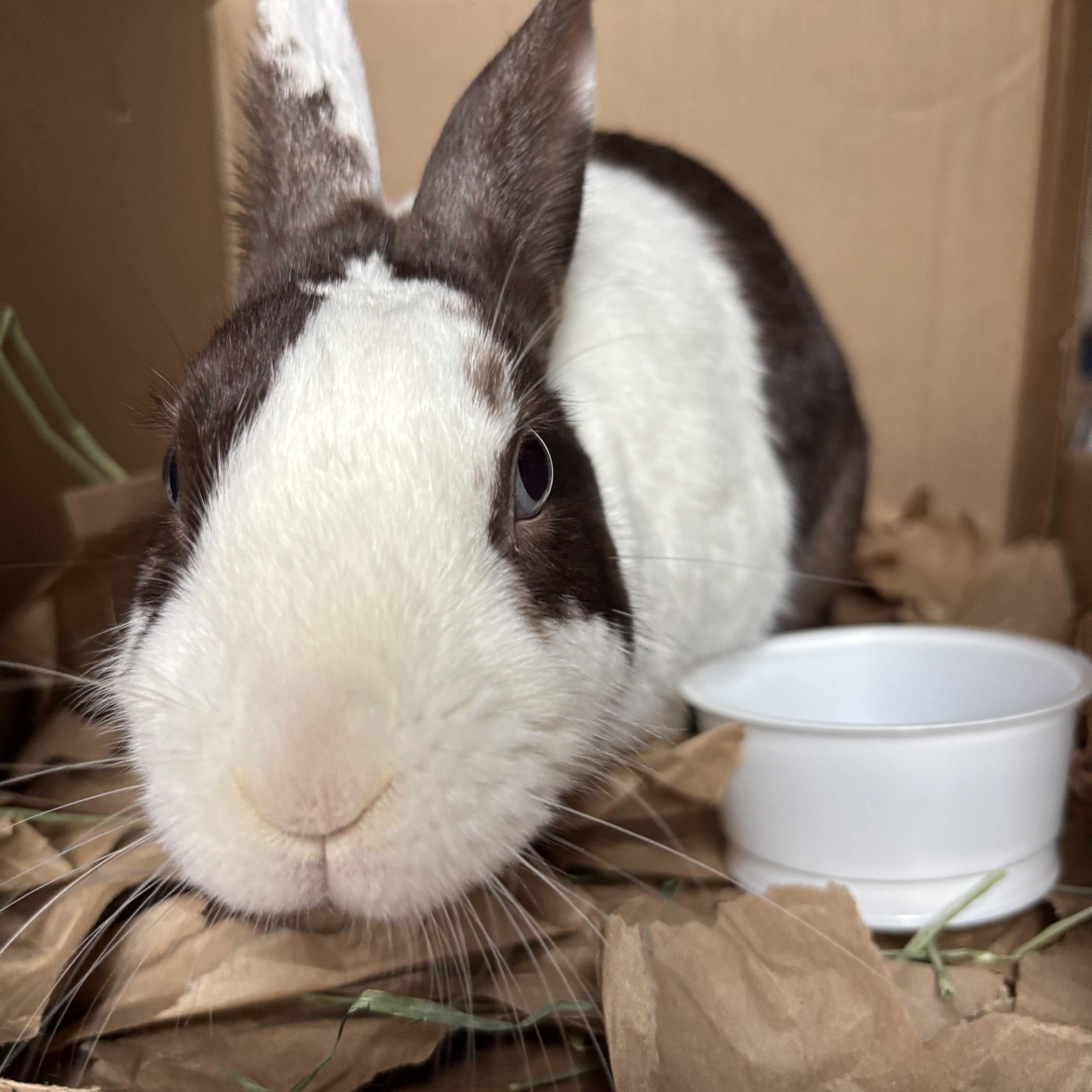 Enlarge TALULA , a Adoptable Dutch in Forest Hills, NY image 5/6