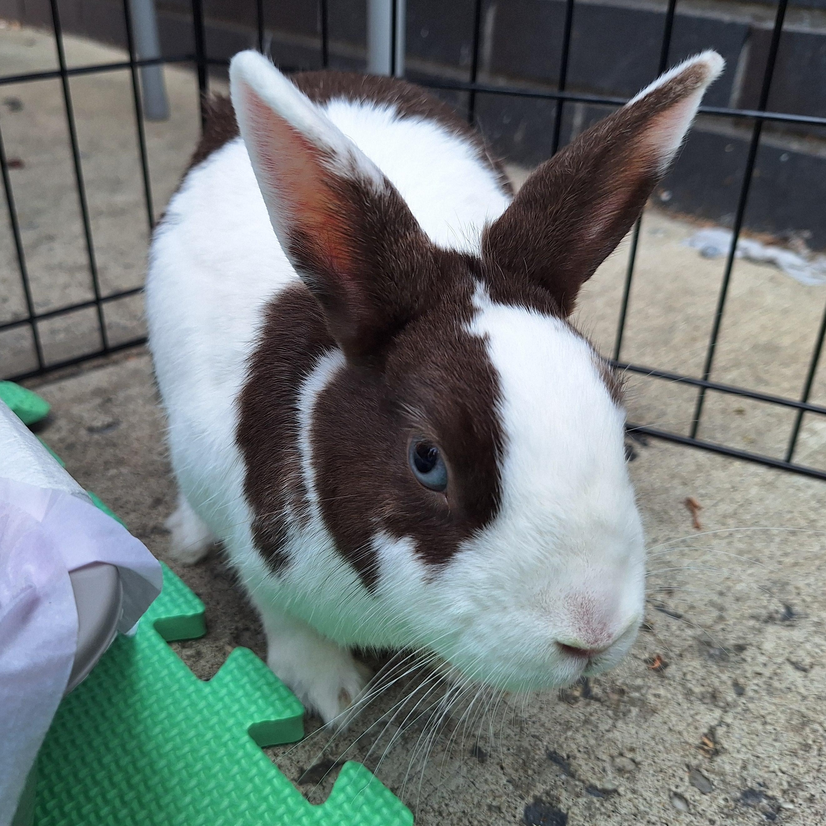 TALULA (ADULT SPAYED FEMALE), a Adoptable Dutch in Forest Hills, NY image 5/6