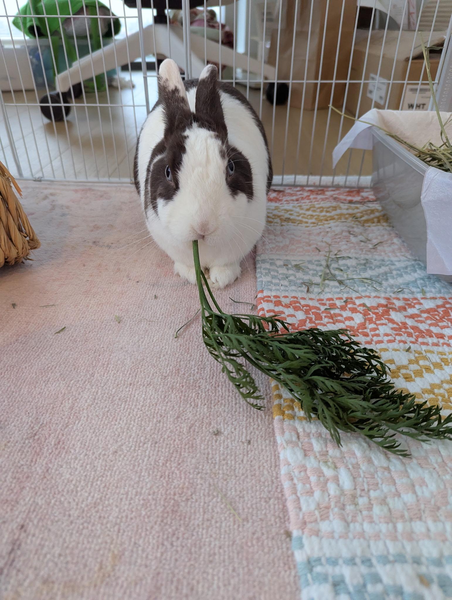 TALULA (ADULT SPAYED FEMALE), a Adoptable Dutch in Forest Hills, NY image 1/6