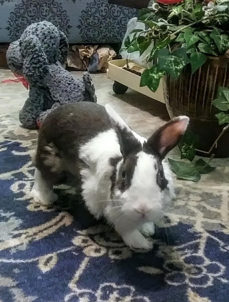 TALULA (ADULT SPAYED FEMALE), a Adoptable Dutch in Forest Hills, NY image 6/6