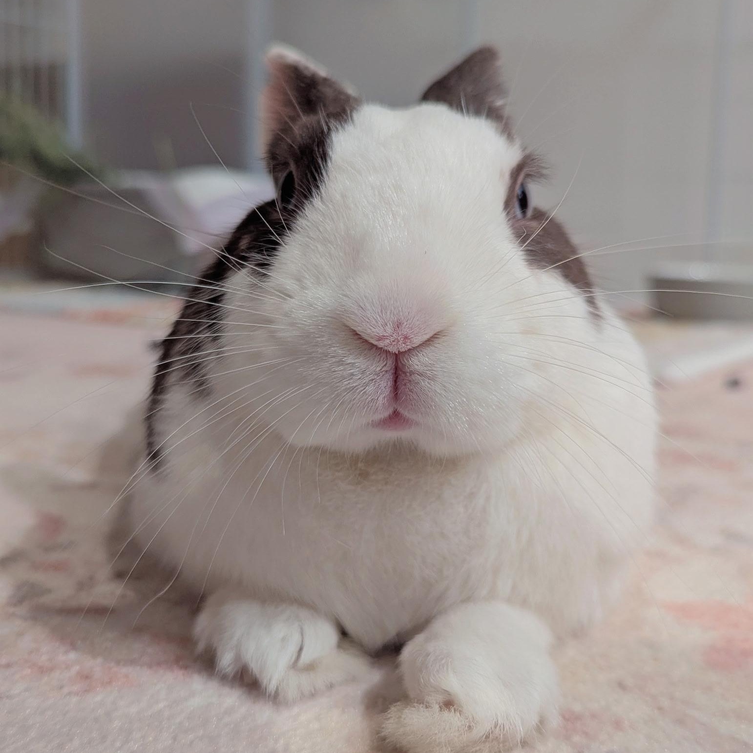 TALULA (ADULT SPAYED FEMALE), a Adoptable Dutch in Forest Hills, NY image 2/6