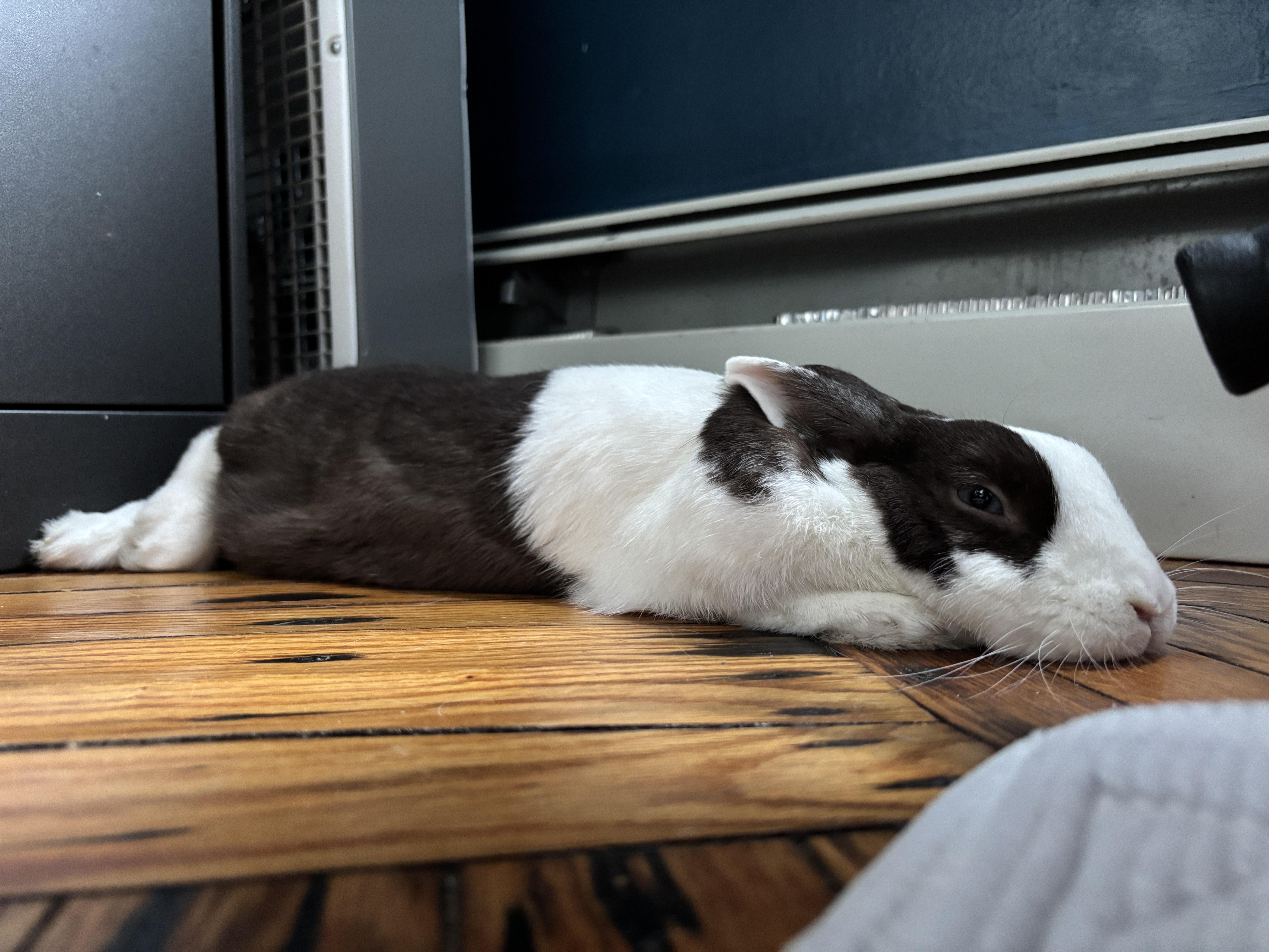 Enlarge TALULA , a Adoptable Dutch in Forest Hills, NY image 6/6