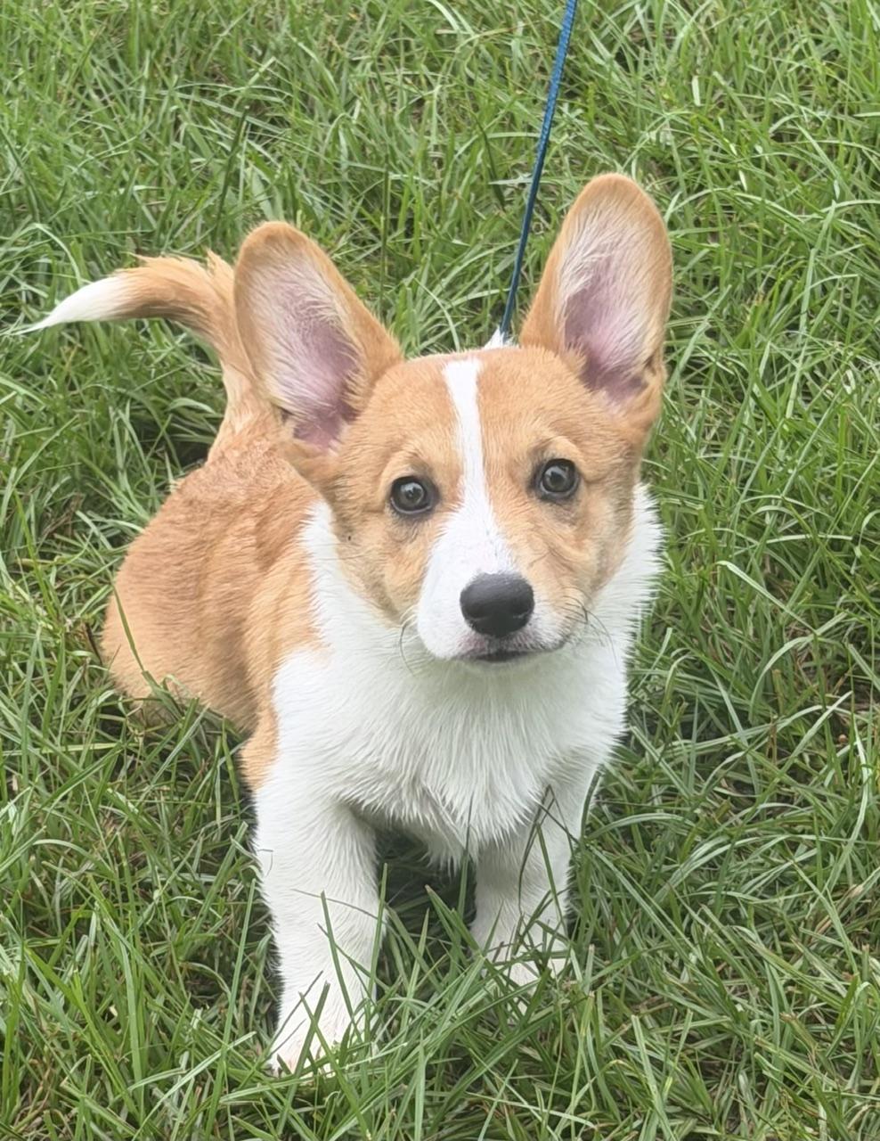 Enlarge Cameron, an adopted Corgi in Orlando, FL image 5/5