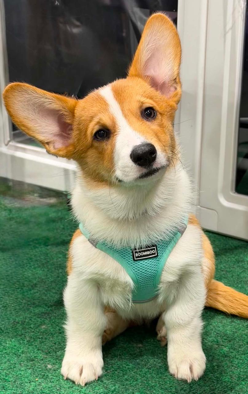 Enlarge Cameron, an adopted Corgi in Orlando, FL image 2/5