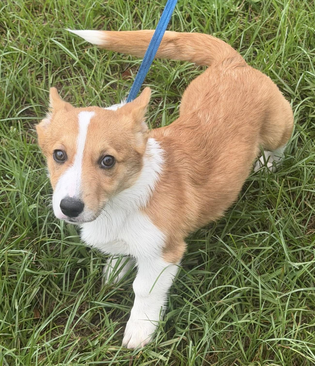 Enlarge Cameron, an adopted Corgi in Orlando, FL image 3/5