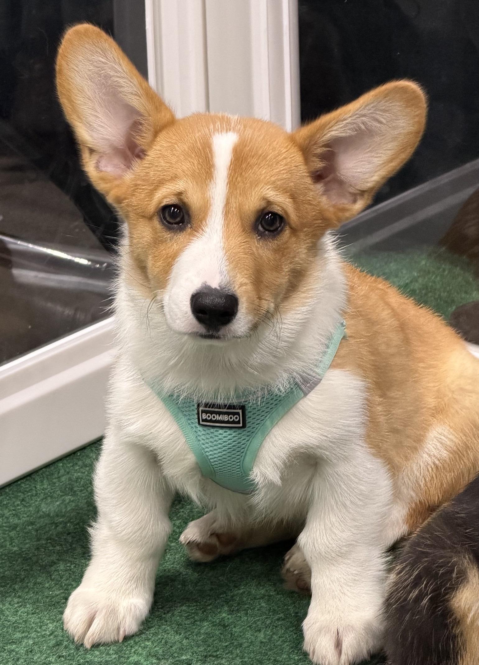 Enlarge Cameron, an adopted Corgi in Orlando, FL image 4/5