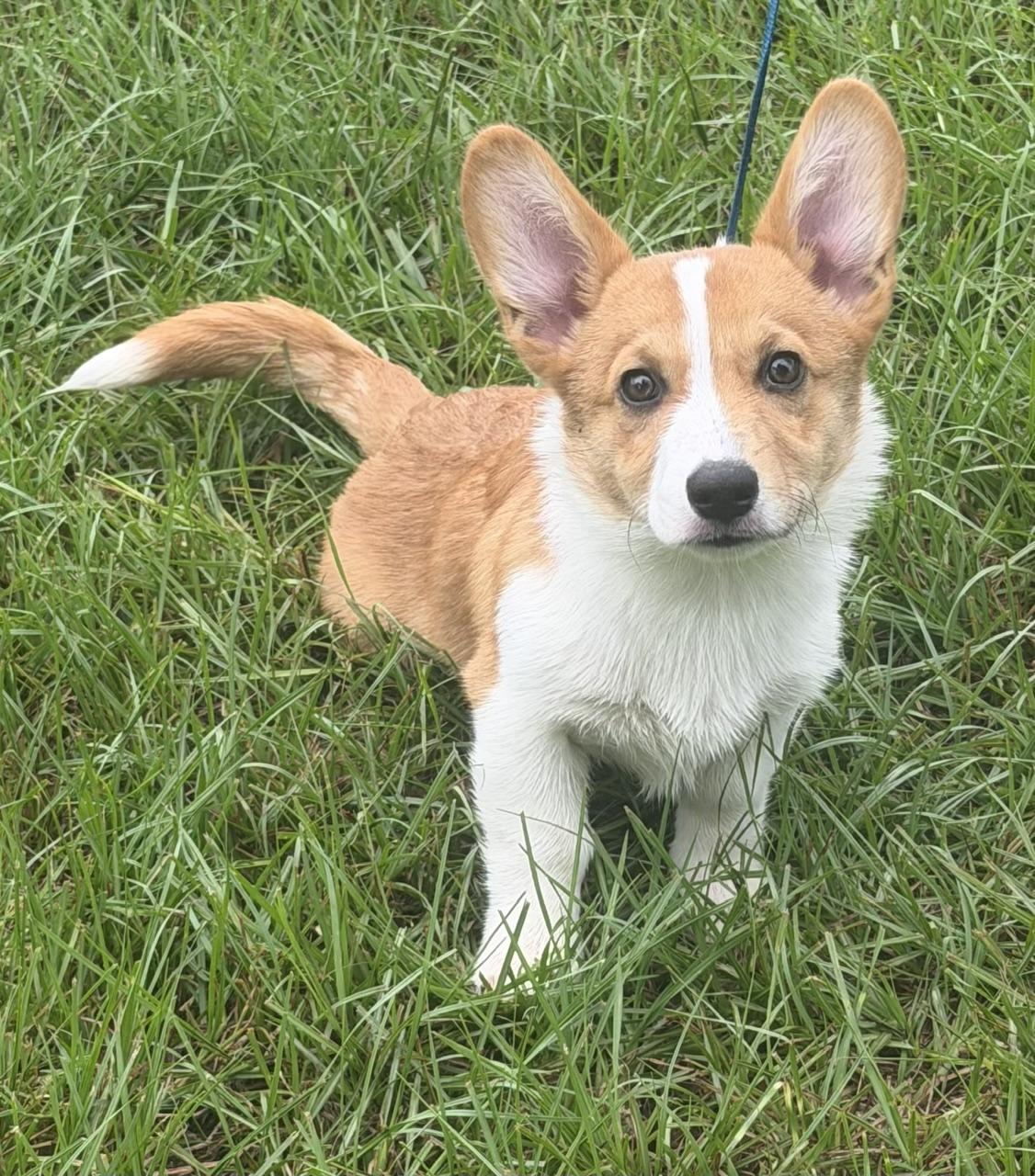 Cameron, adopted, Young Male Corgi.