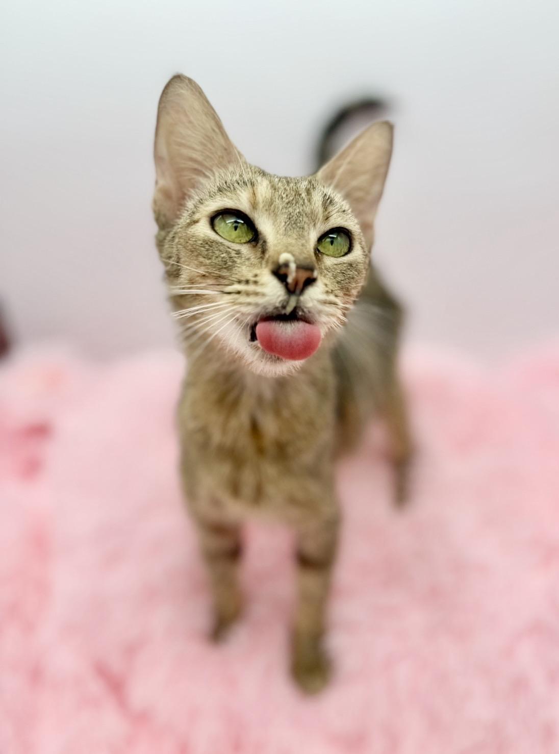 Florence Road, a Adoptable Domestic Short Hair in Covington, LA image 6/6