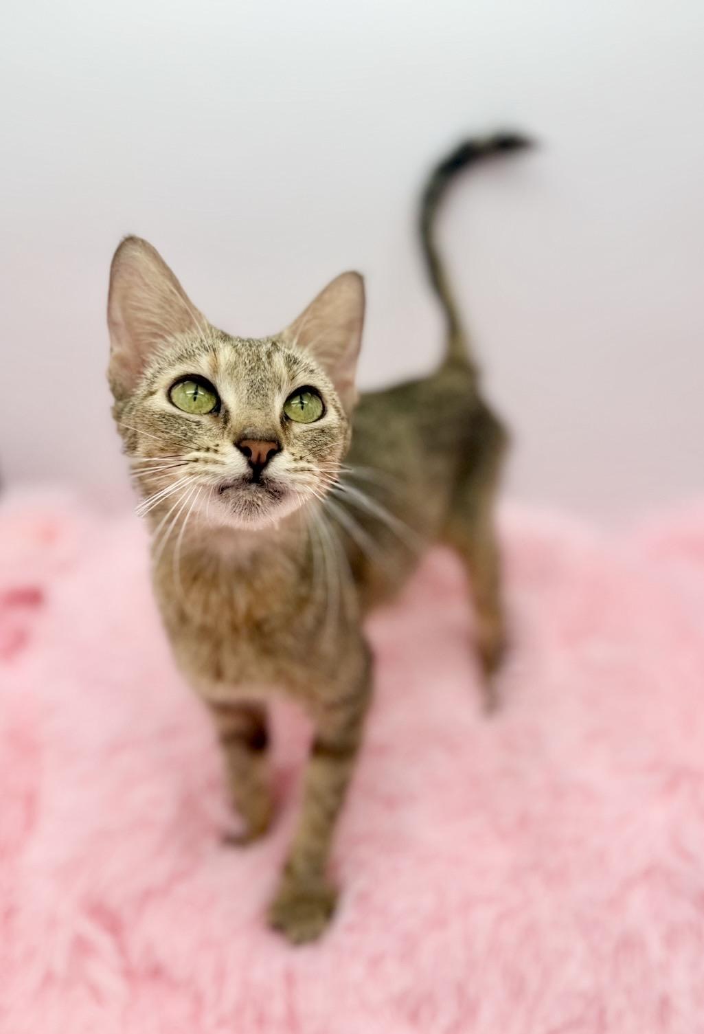 Florence Road, a Adoptable Domestic Short Hair in Covington, LA image 3/6