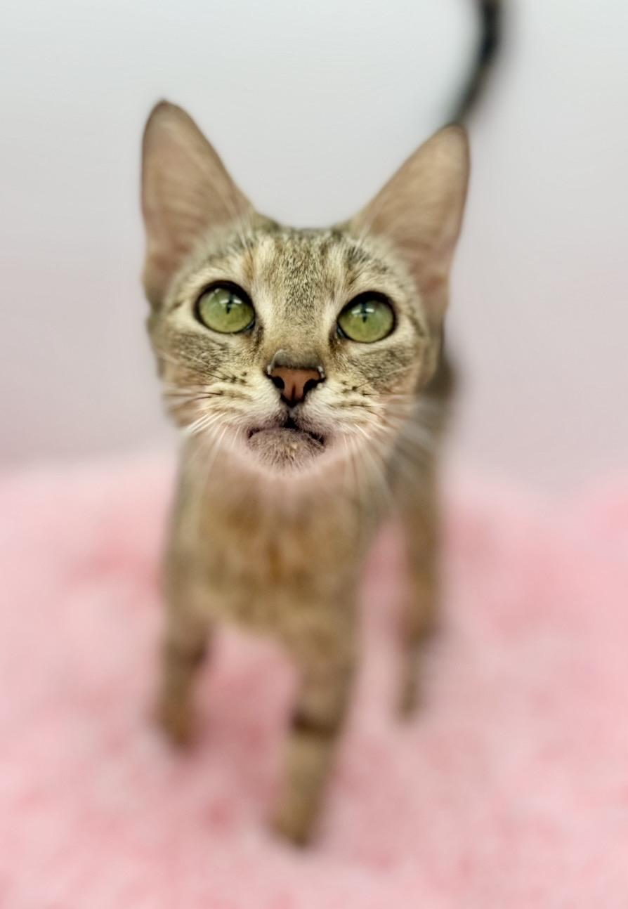 Florence Road, a Adoptable Domestic Short Hair in Covington, LA image 2/6