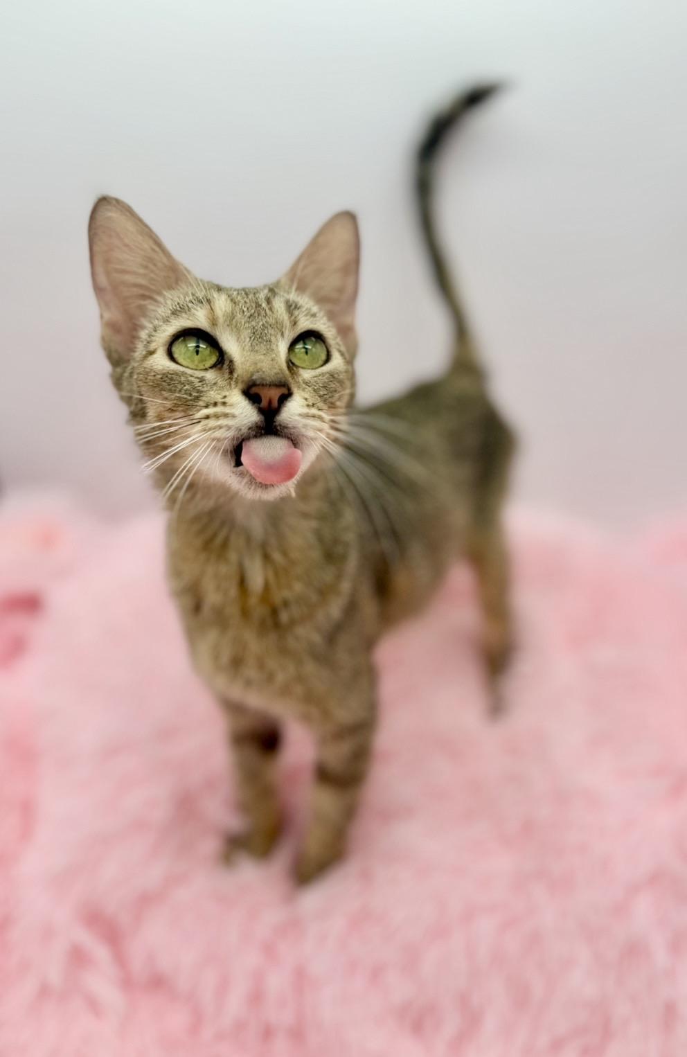 Florence Road, a Adoptable Domestic Short Hair in Covington, LA image 1/6