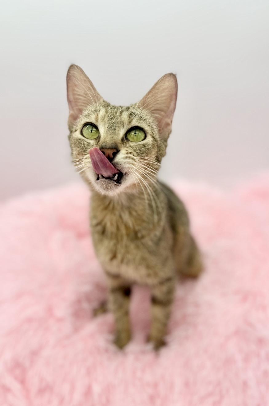 Florence Road, a Adoptable Domestic Short Hair in Covington, LA image 4/6