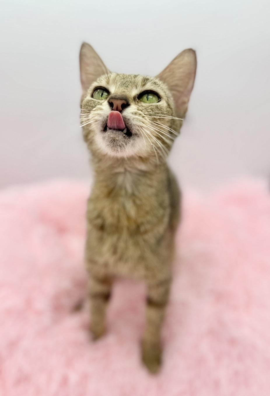 Florence Road, a Adoptable Domestic Short Hair in Covington, LA image 5/6