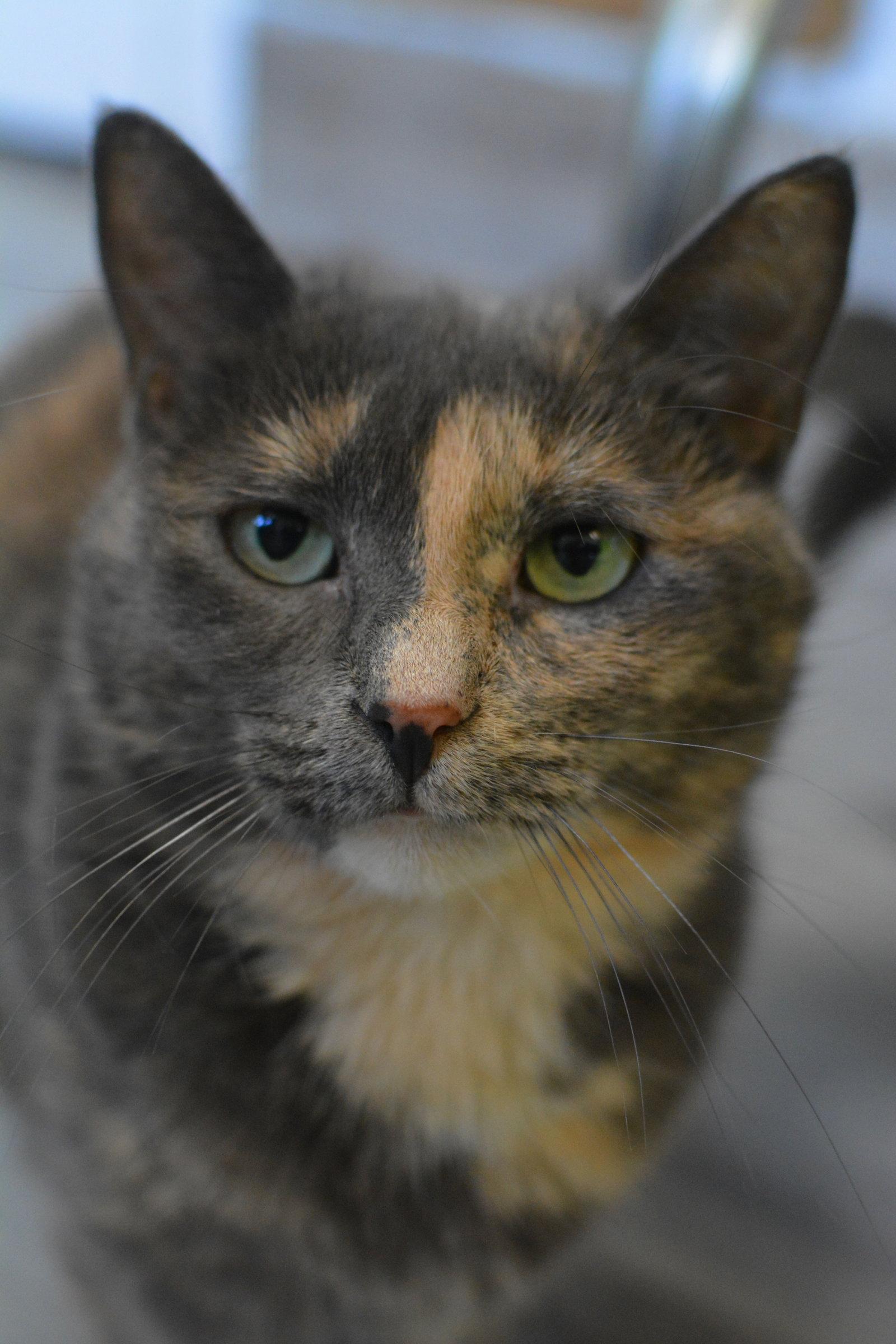 Miké, Adopted, Adult Female Domestic Short Hair.