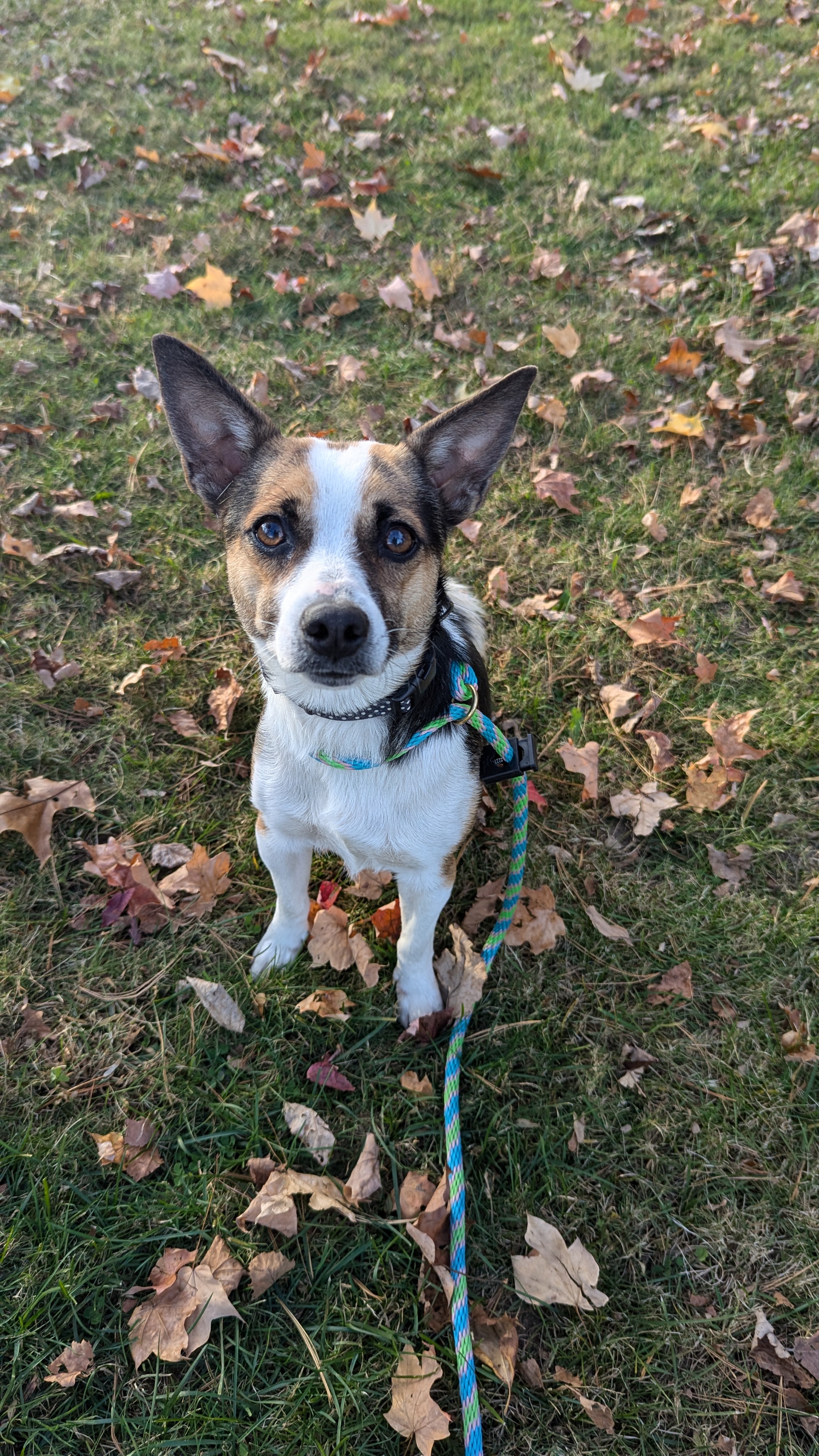 Autumn, a Adopted mixed breed in Sturgis, MI image 1/6