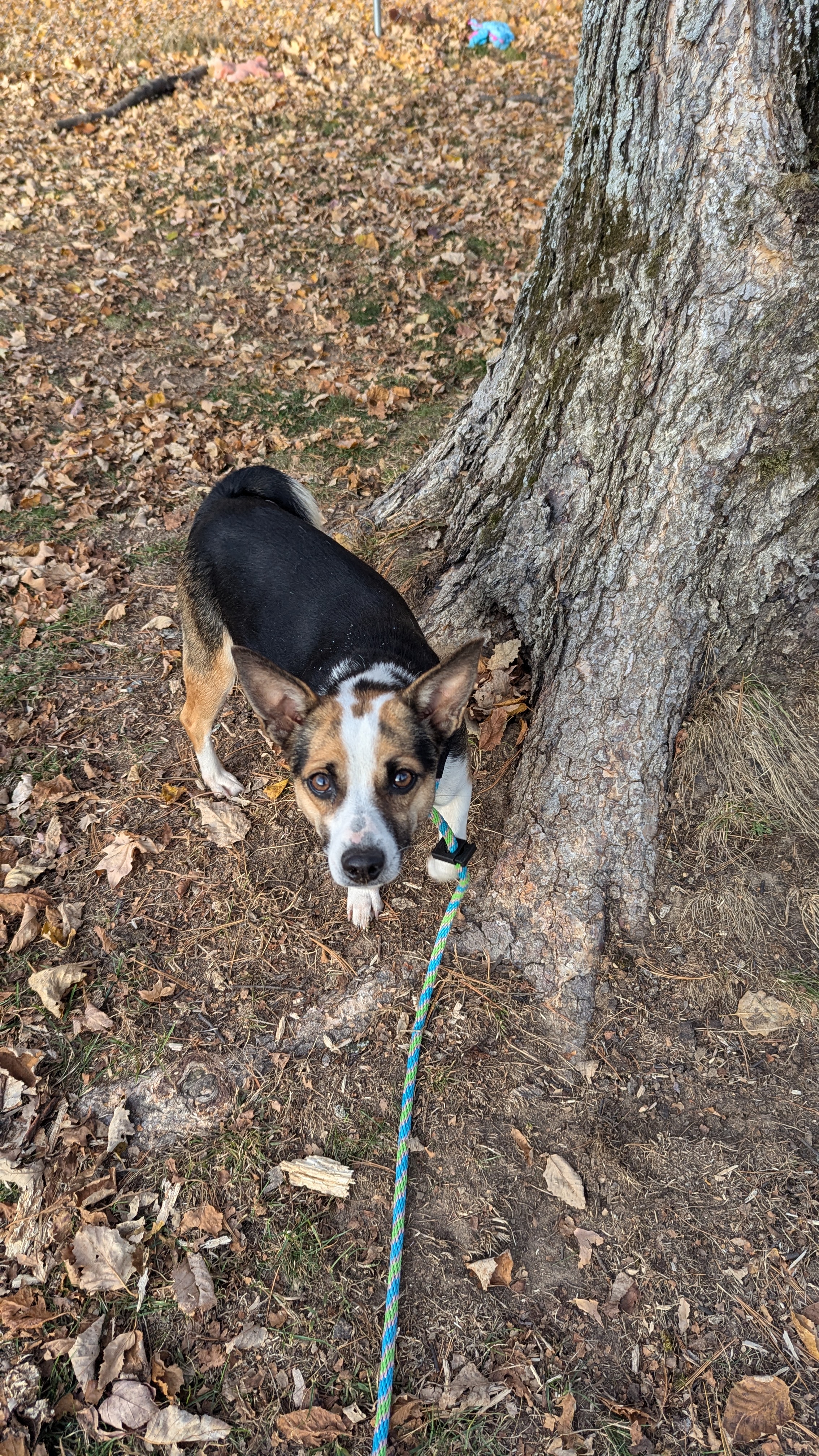 Autumn, a Adopted mixed breed in Sturgis, MI image 2/6