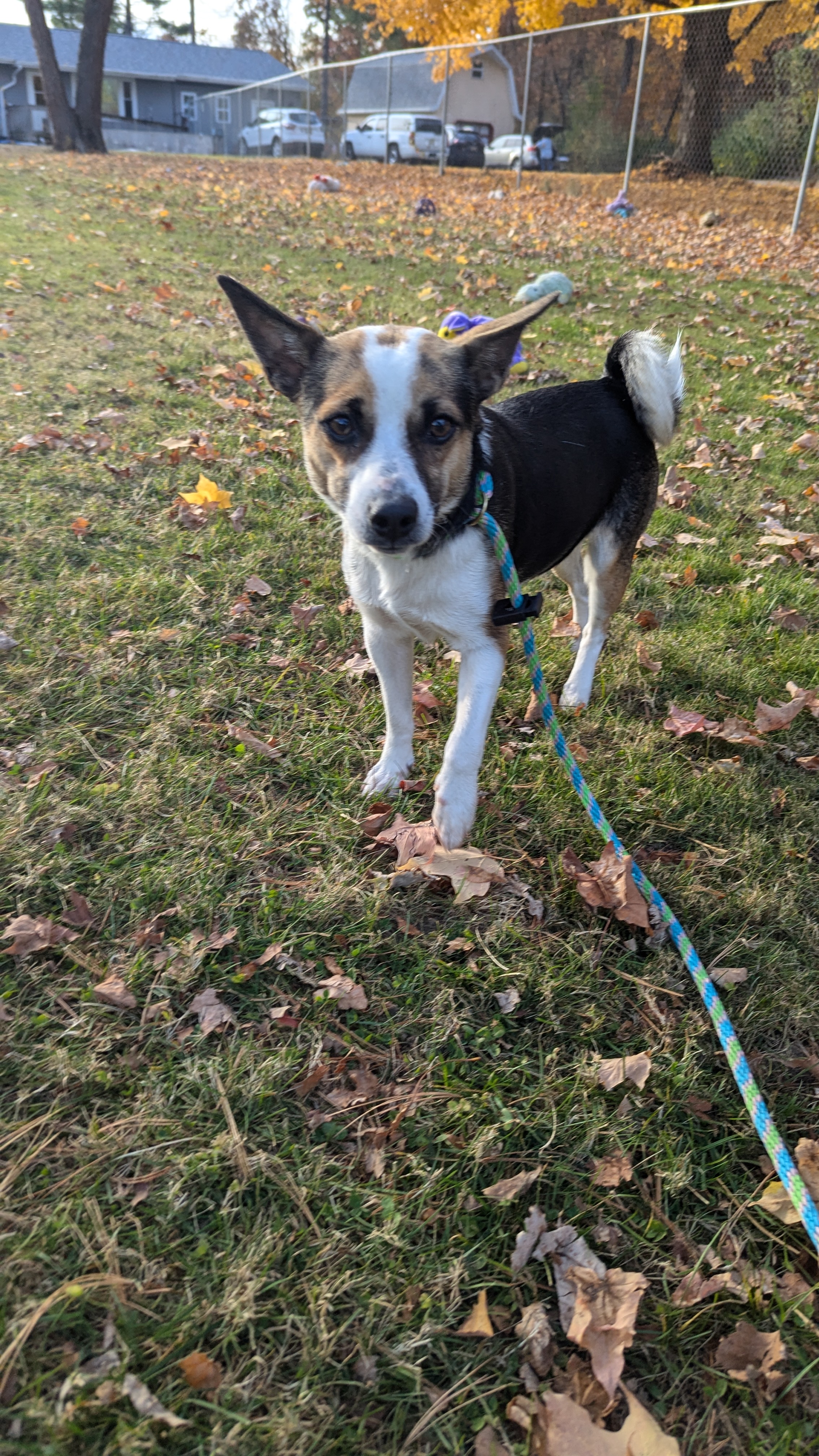 Autumn, a Adopted mixed breed in Sturgis, MI image 3/6