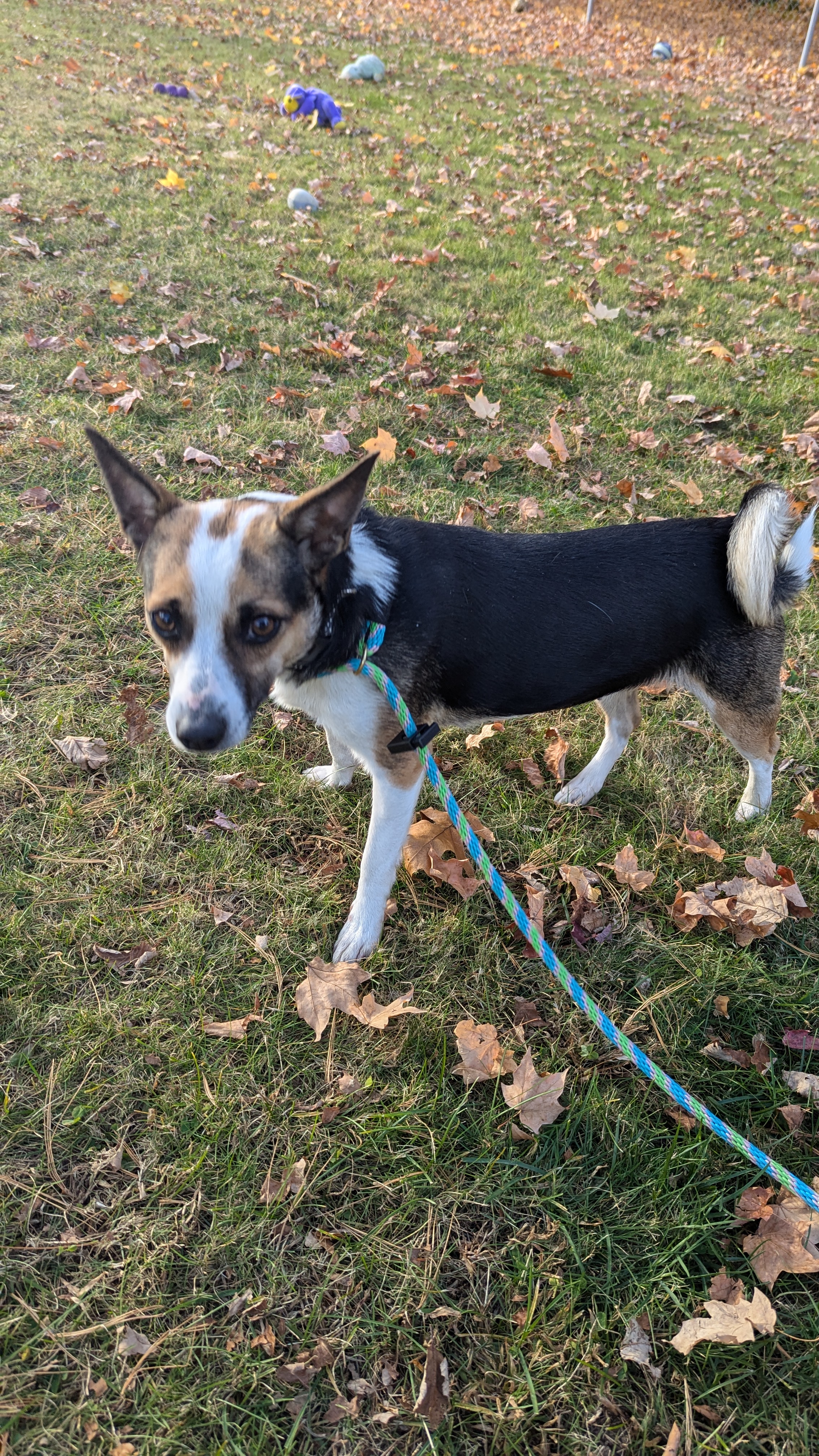Autumn, a Adopted mixed breed in Sturgis, MI image 4/6